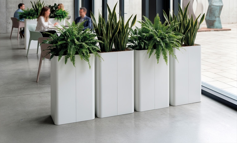 Maxi Plant