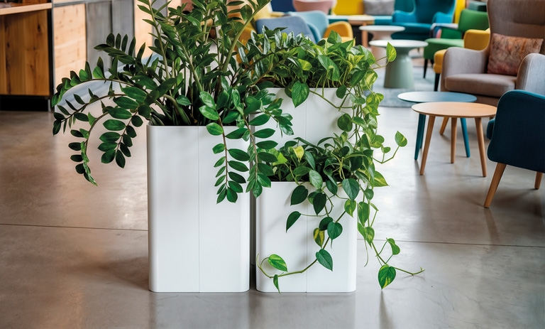 Maxi Plant