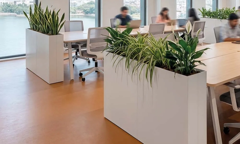 Design Collection Plant